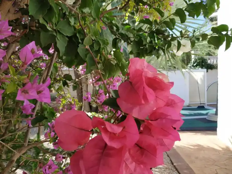 Houses for rent in Carrer Font de la Favara, 4, La Font - Mezquitas Garden of Houses for rent in Sant Joan d'Alacant with Air Conditioner, Heating and Private garden