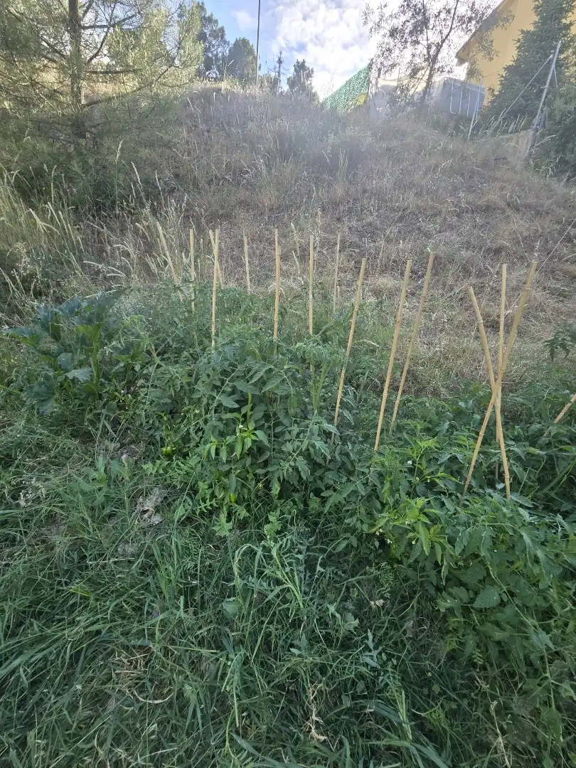 Land for sale in Calle Avenida de San Antonio, 8, Vegas de Matute Garden of Land for sale in Vegas de Matute