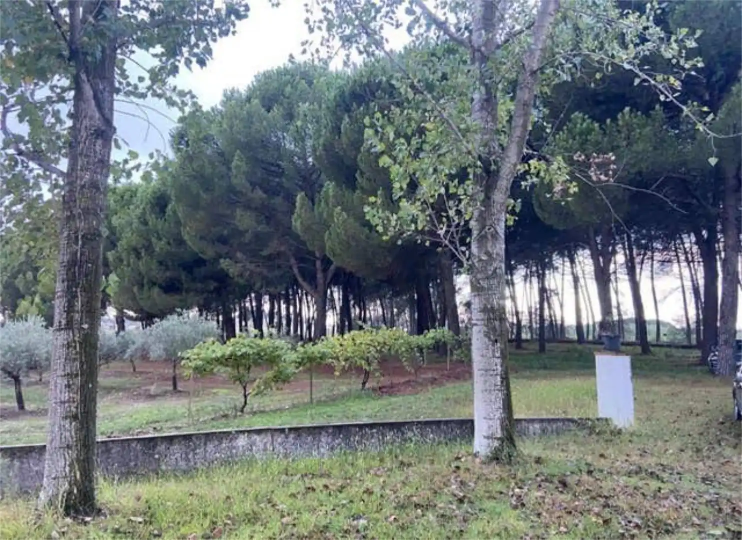 Detached homes for rent in Majadas Detached homes for rent in Majadas