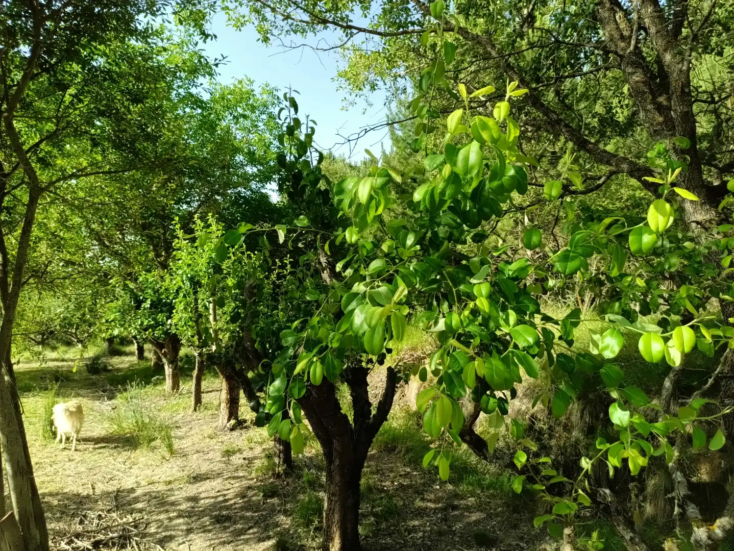 Jardín de Terreno en venta en Lerga