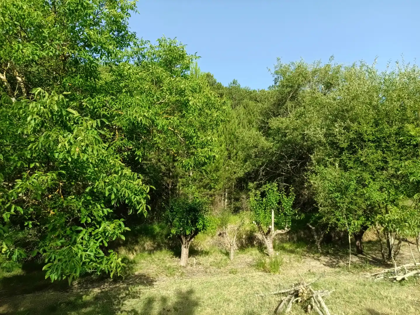 Terreno en venta en Lerga