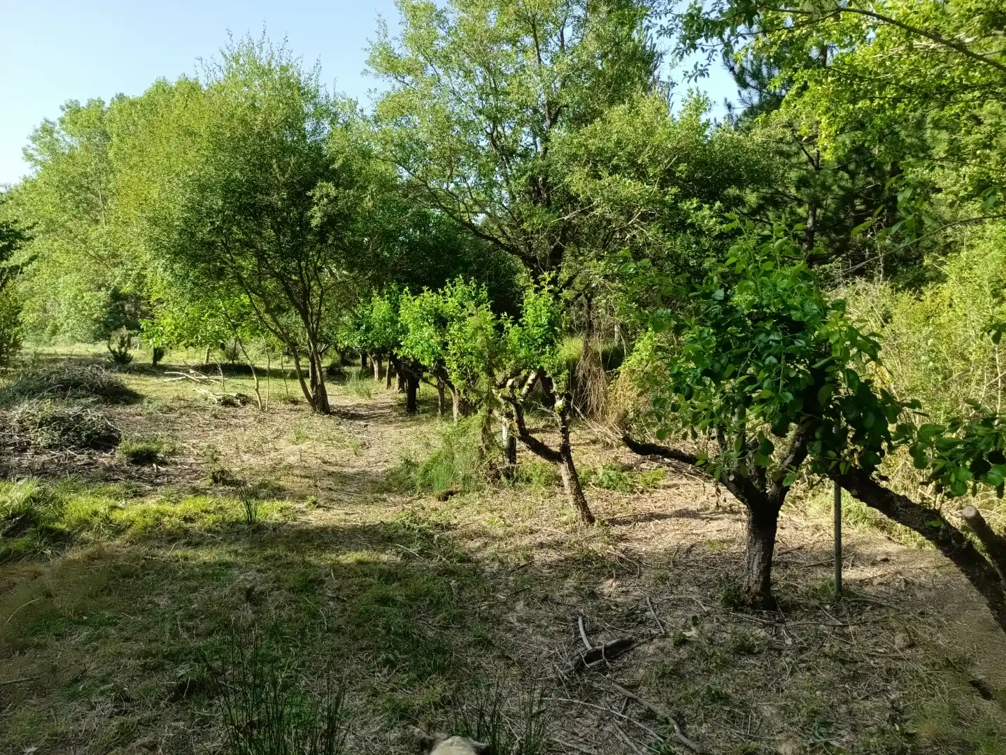Terreno en venta en Lerga
