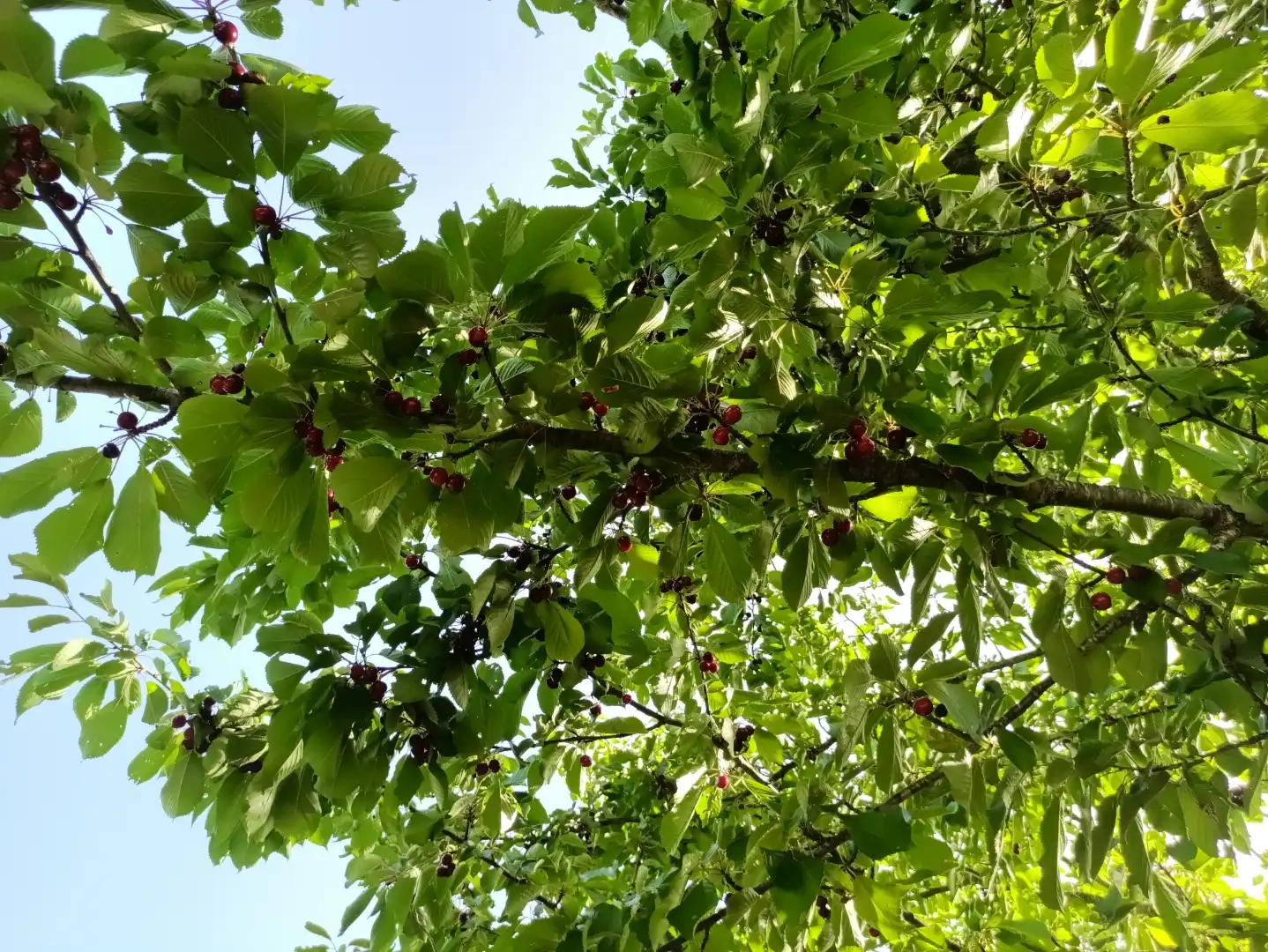 Jardín de Terreno en venta en Lerga