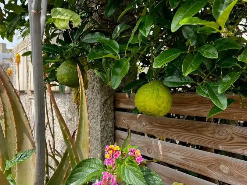 Einfamilien-Reihenhaus zum Verkauf in Paseo Obispo Pildain, 6, Agaete Garten von Einfamilien-Reihenhaus zum Verkauf in Agaete mit Terrasse, Schwimmbad und Balkon