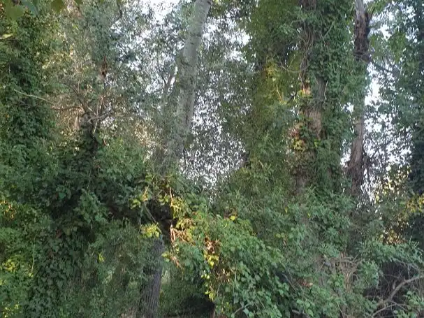 Casa o xalet en venda a Plaça de Pedralbes, 20, Pedralbes Vista exterior de Casa o xalet en venda en Barcelona amb Aire condicionat, Calefacció i Jardí privat