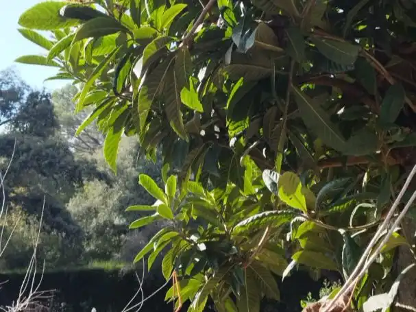 Casa o chalet de alquiler en Calle de la Encina, 1, Santa Maria de Trassierra Jardín de Casa o chalet de alquiler en Córdoba con Aire acondicionado, Calefacción y Jardín privado