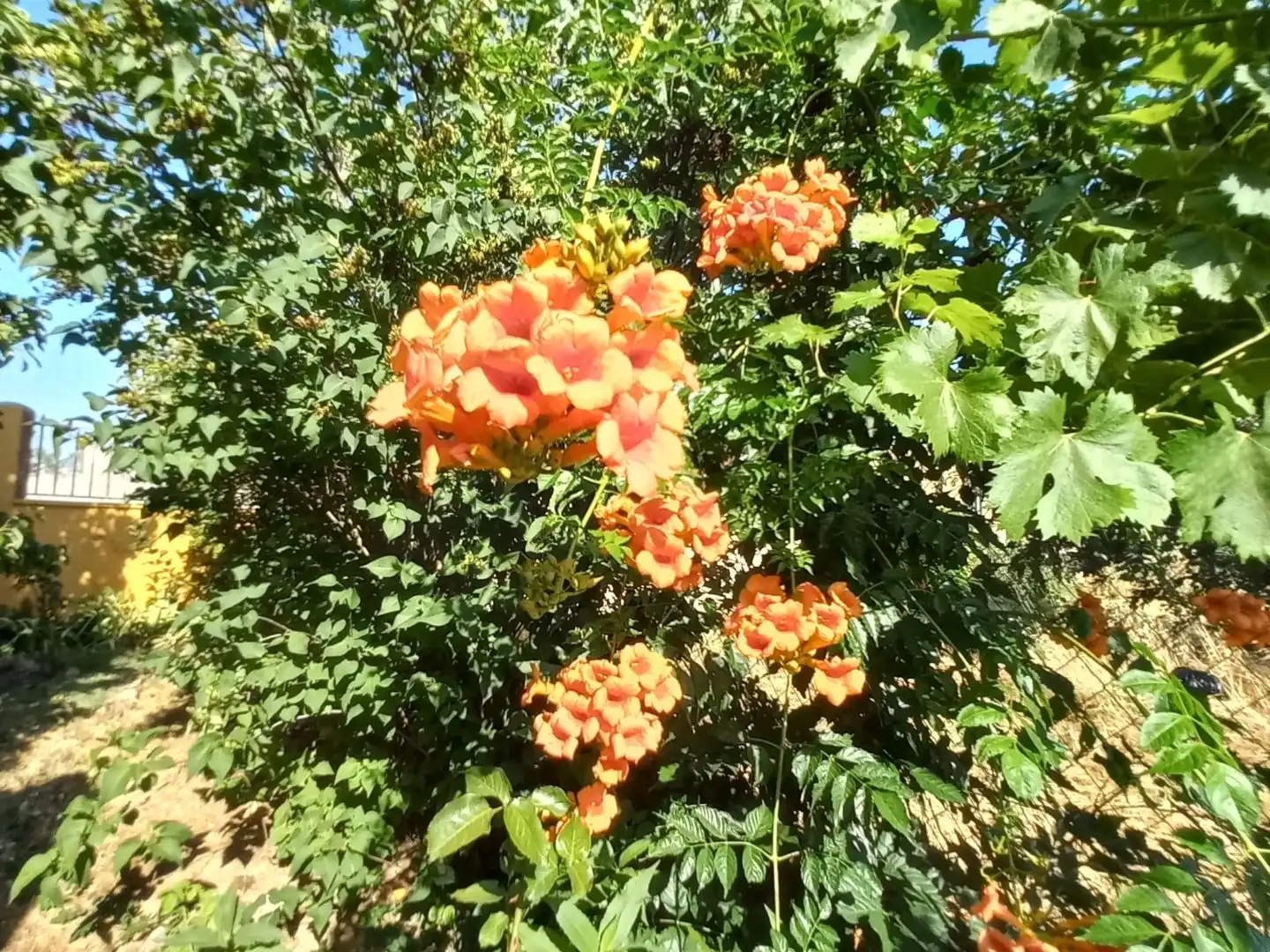 Casa o xalet en venda a Calle Quevedo, 3, Carrascosa de Henares Jardí de Casa o xalet en venda en Espinosa de Henares amb Calefacció, Jardí privat i Terrassa