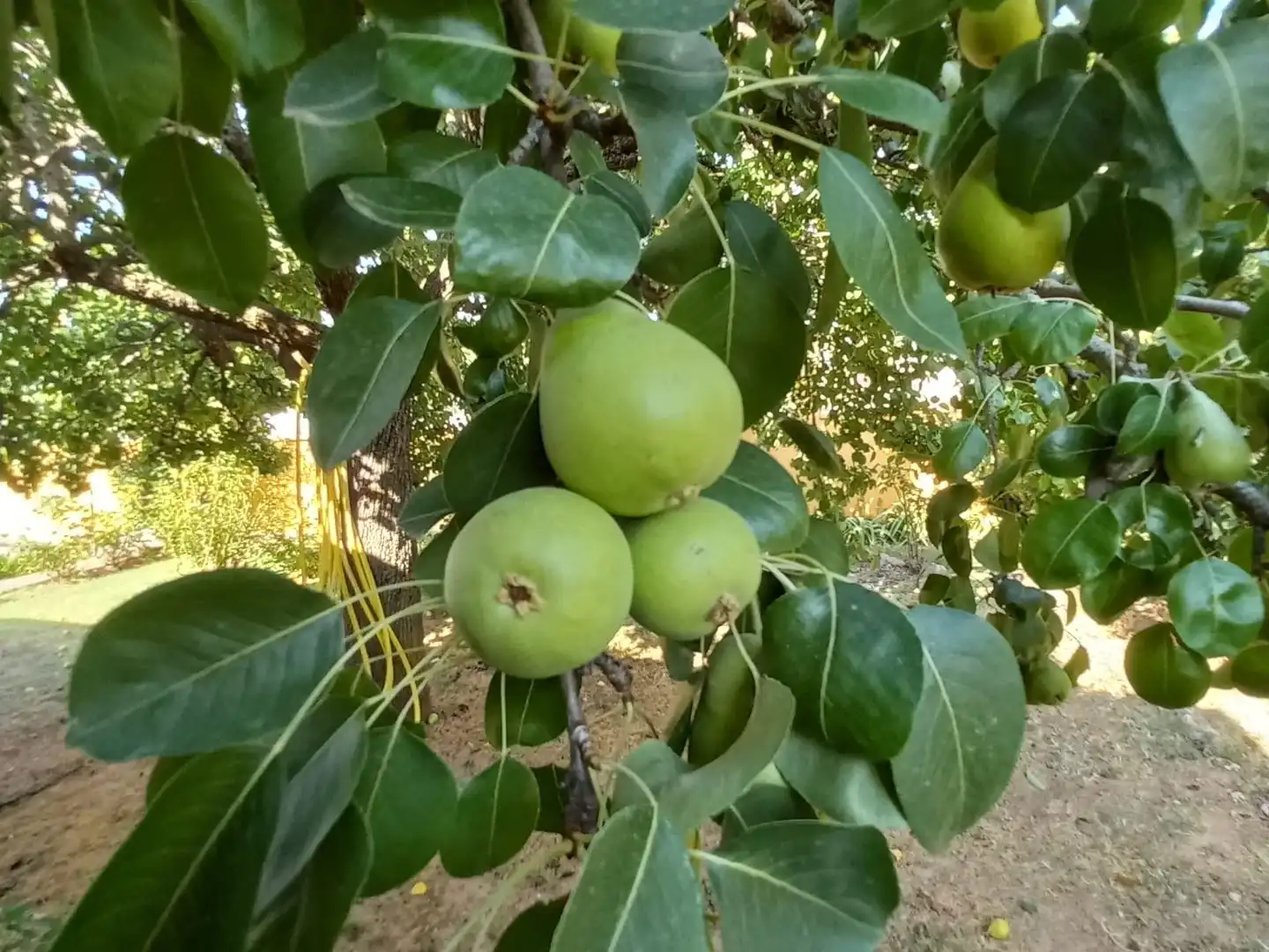 Casa o xalet en venda a Calle Quevedo, 3, Carrascosa de Henares Jardí de Casa o xalet en venda en Espinosa de Henares amb Calefacció, Jardí privat i Terrassa