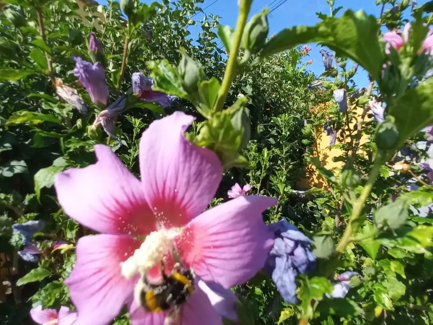 Casa o xalet en venda a Calle Quevedo, 3, Carrascosa de Henares Jardí de Casa o xalet en venda en Espinosa de Henares amb Calefacció, Jardí privat i Terrassa